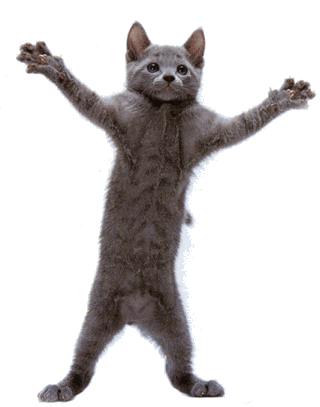 cat doing funky dance